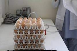 Власти Нижегородской области считают, что рост цен на куриные яйца в регионе экономически обоснован