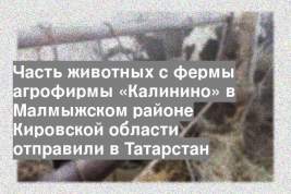 Часть животных с фермы агрофирмы «Калинино» в Малмыжском районе Кировской области отправили в Татарстан