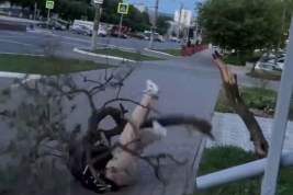 В Кирове парень сломал дерево на Октябрьском проспекте, а в полиции объяснил, что дурачился