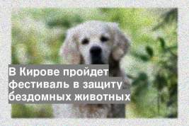 В Кирове пройдет фестиваль в защиту бездомных животных