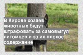 В Кирове хозяев животных будут штрафовать за самовыгул питомцев и за их плохое содержание