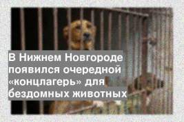 В Нижнем Новгороде появился очередной «концлагерь» для бездомных животных