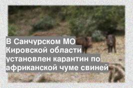 В Санчурском МО Кировской области установлен карантин по африканской чуме свиней