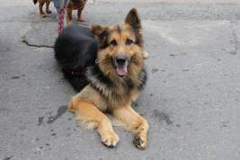 Жители Кирова за выгул собак без намордника и поводка могут получить штраф